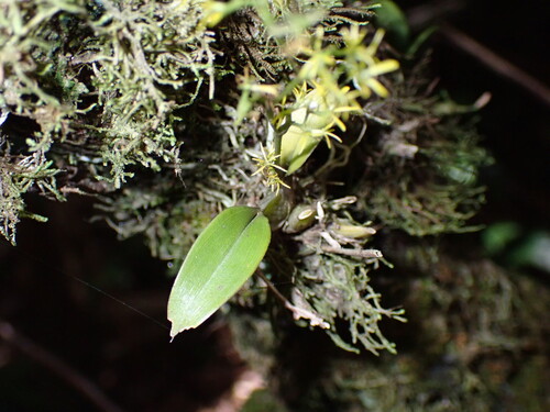 Oncidium bryolophotum, photograph 2
