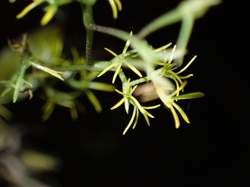 Oncidium bryolophotum, photograph 1