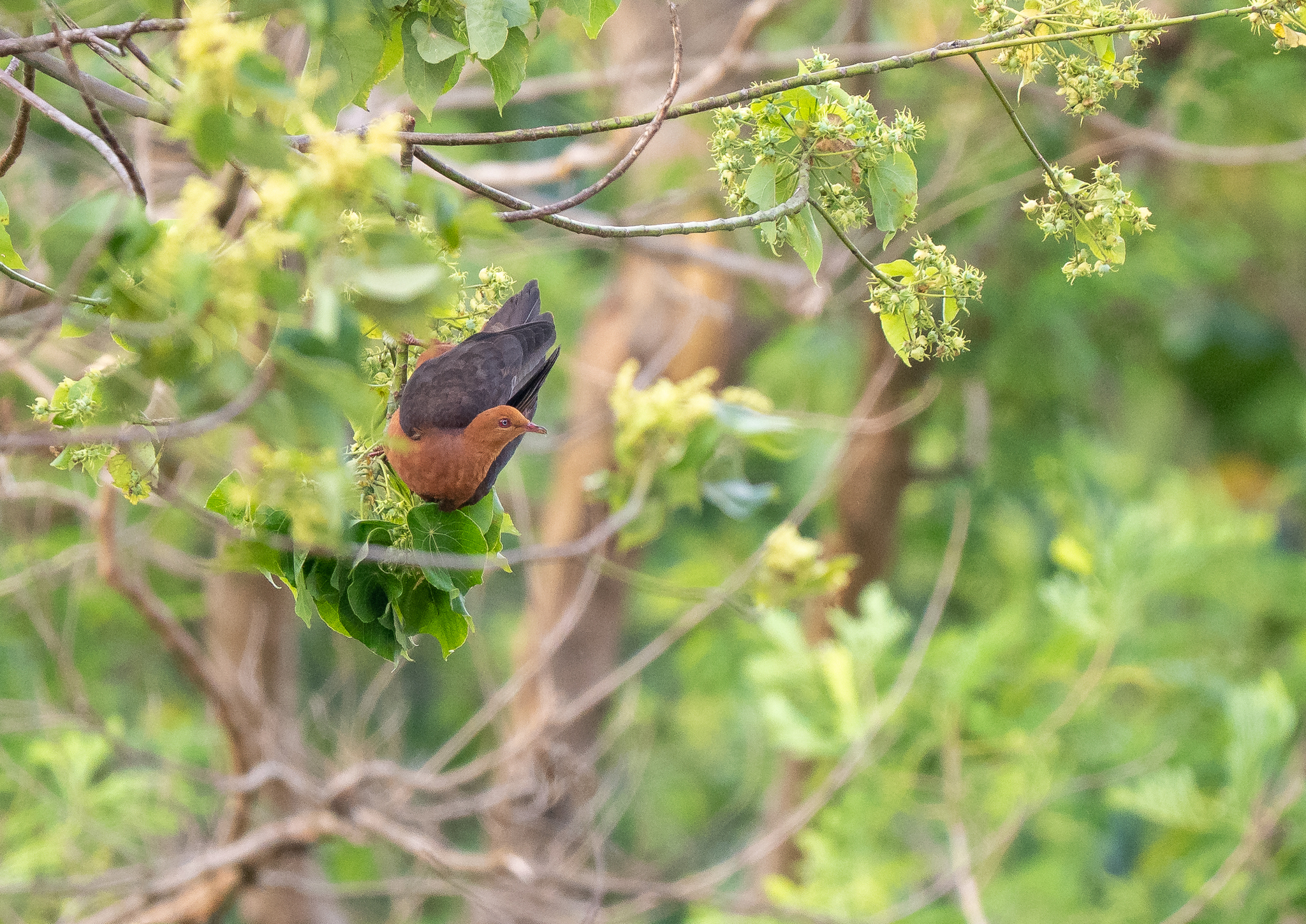 Philippine Cuckoo-Dove (Macropygia tenuirostris), photo 2