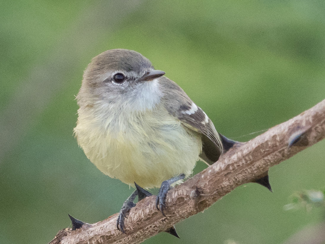 Slender-billed Inezia (Inezia tenuirostris), photo 6