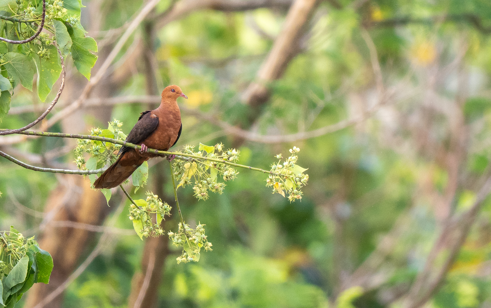 Philippine Cuckoo-Dove (Macropygia tenuirostris), photo 3