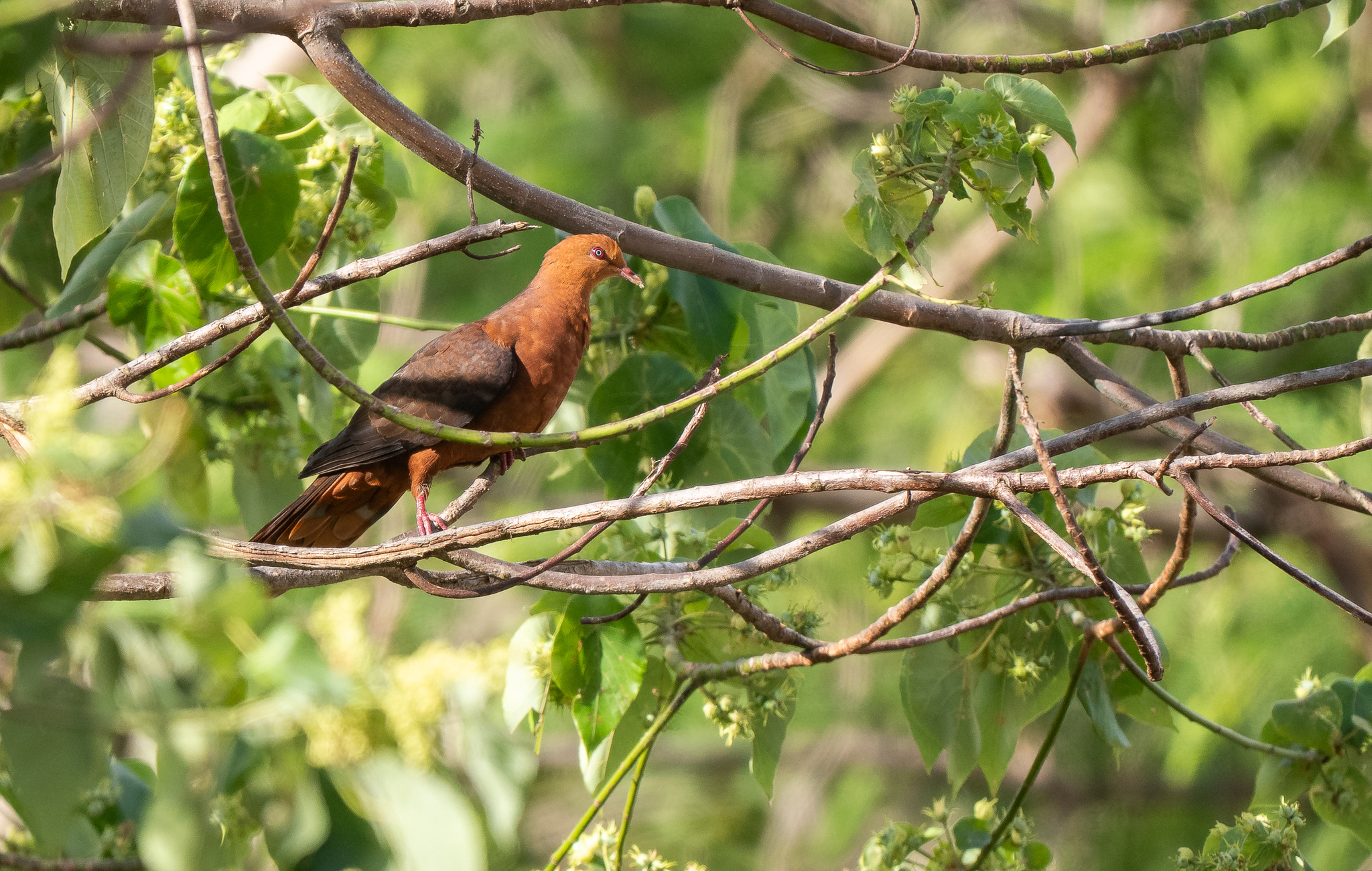 Philippine Cuckoo-Dove (Macropygia tenuirostris), photo 4