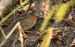 Spotted Buttonquail photo 2