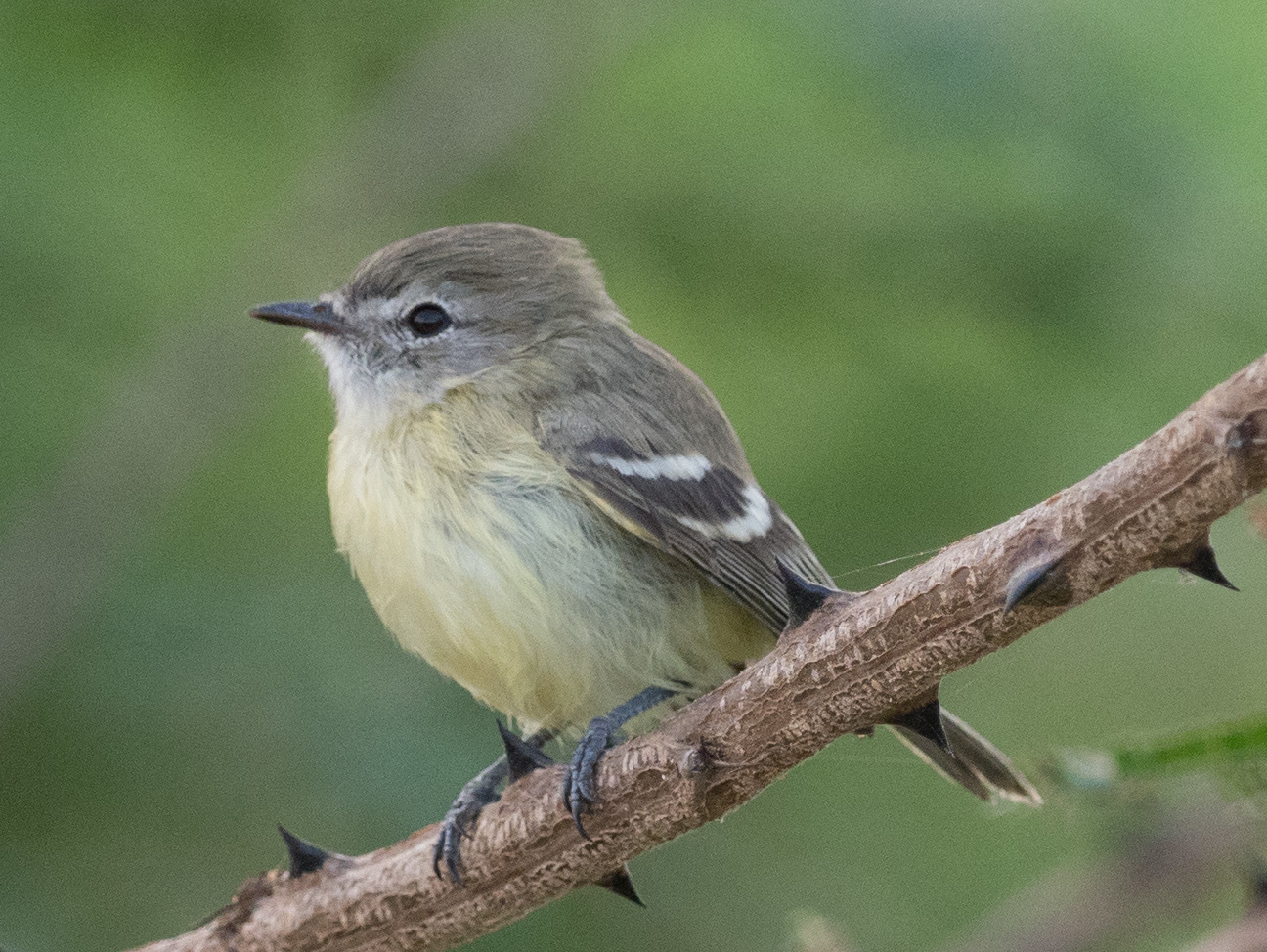 Slender-billed Inezia (Inezia tenuirostris), photo 3
