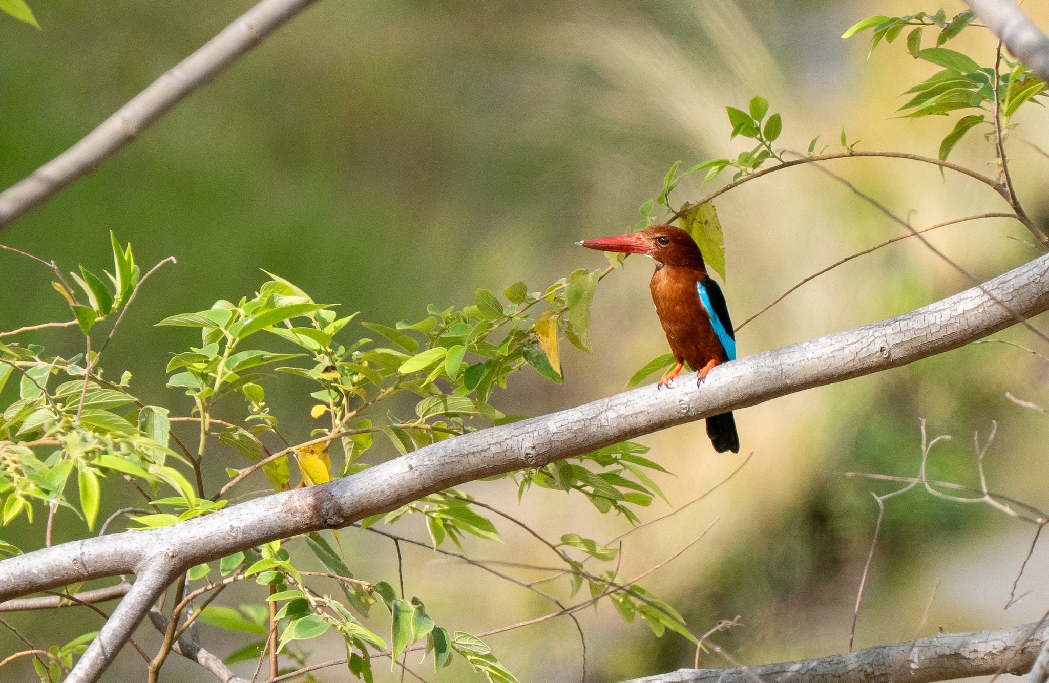 Brown-breasted Kingfisher (Halcyon gularis), photo 1