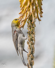 Auriparus flaviceps