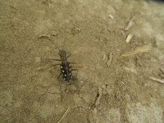 Calomera mindanaoensis