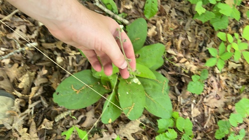 wild comfrey