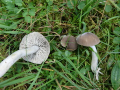 Dermoloma cuneifolium