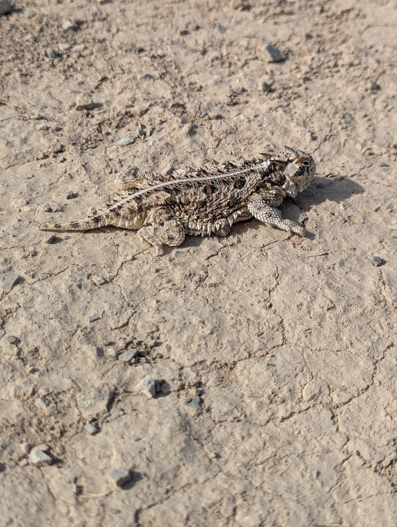 April Lizard Texas Horned Lizard in April 2026 by lunararmadillo · iNaturalist