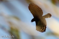 Spizaetus tyrannus