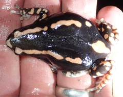 Phrynomantis bifasciatus