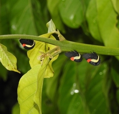 Membracis sanguineoplaga