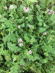 Erodium cicutarium