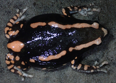 Phrynomantis bifasciatus