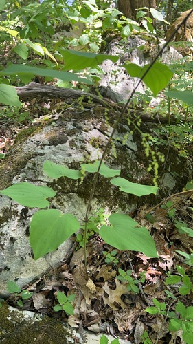 Wild Yam