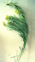 Lebeckia brevipes