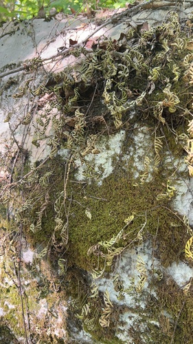 resurrection fern