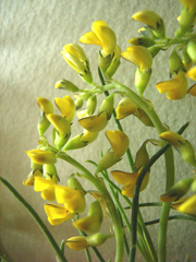 Lebeckia brevipes