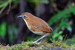 Grallaria flavotincta