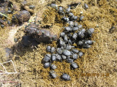 Gymnopleurus mopsus