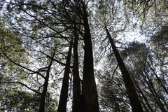 Chamaecyparis formosensis