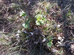 Helleborus bocconei
