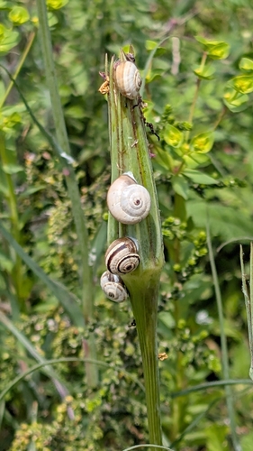 Theba pisana pisana