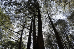 Chamaecyparis formosensis