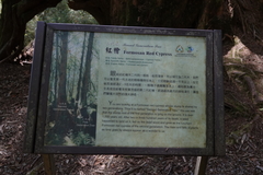 Chamaecyparis formosensis