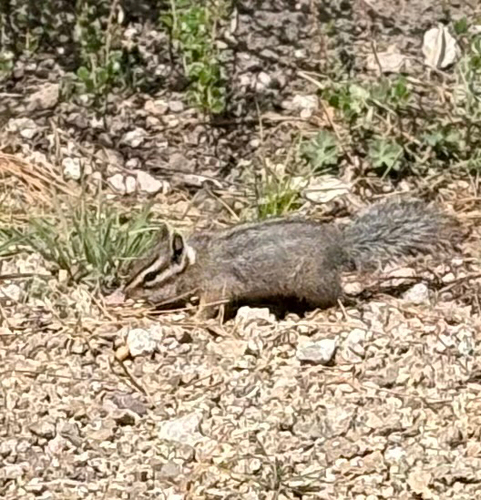 Cliff Chipmunk observed by taberallison