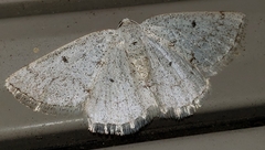 Lomographa glomeraria