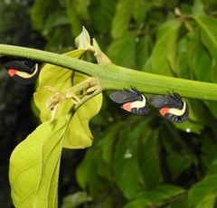 Membracis sanguineoplaga