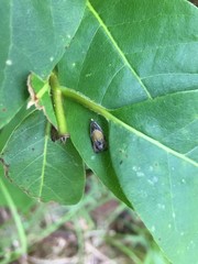 Olethreutes osmundana