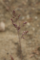 Poa alpigena