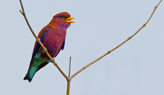 Eurystomus glaucurus