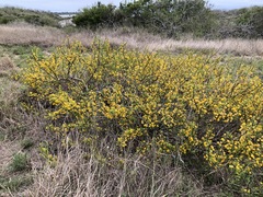 Vachellia schaffneri bravoensis