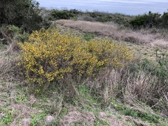 Vachellia schaffneri bravoensis
