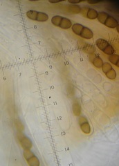 Didymosphaeria oblitescens