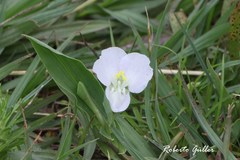 Commelina platyphylla