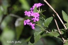 Glandularia guaranitica