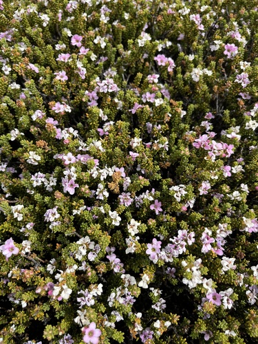 Acmadenia teretifolia (Acmadenia teretifolia)