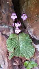 Streptocarpus denticulatus