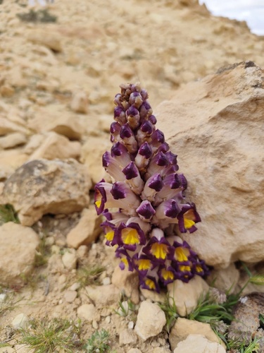 Cistanche violacea