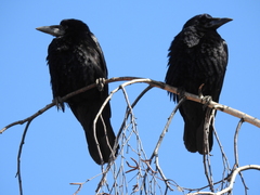 Corvus frugilegus