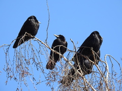 Corvus frugilegus