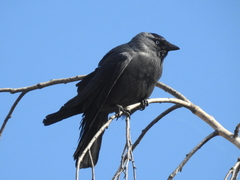 Corvus monedula