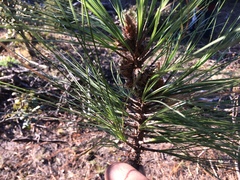 Pinus durangensis
