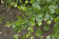 Betula divaricata