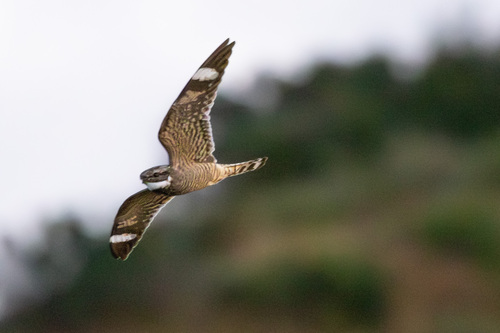 Lesser Nighthawk observed by toumik